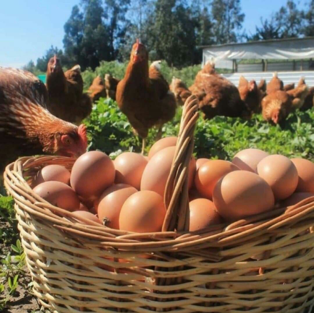 Free-Range Eggs 36 pcs