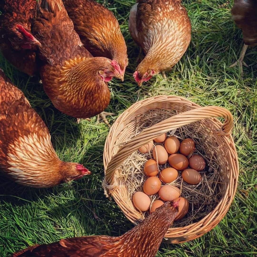Free-Range Eggs